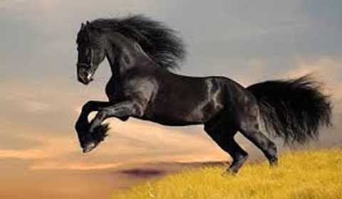 Significado de Sonhar com Cavalo no Mundo Espiritual